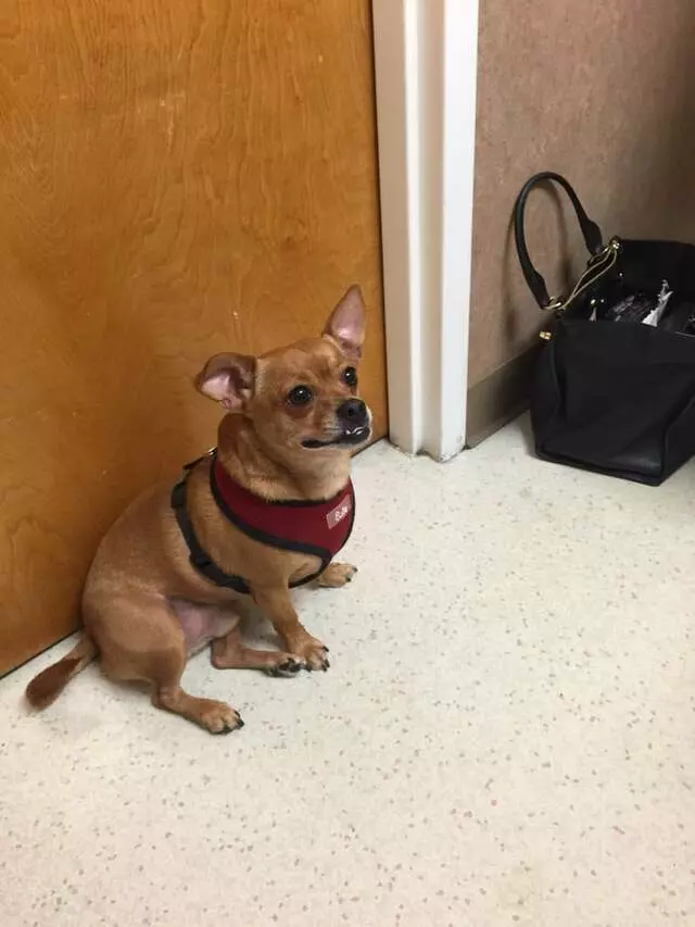 Allentown Animal Clinic