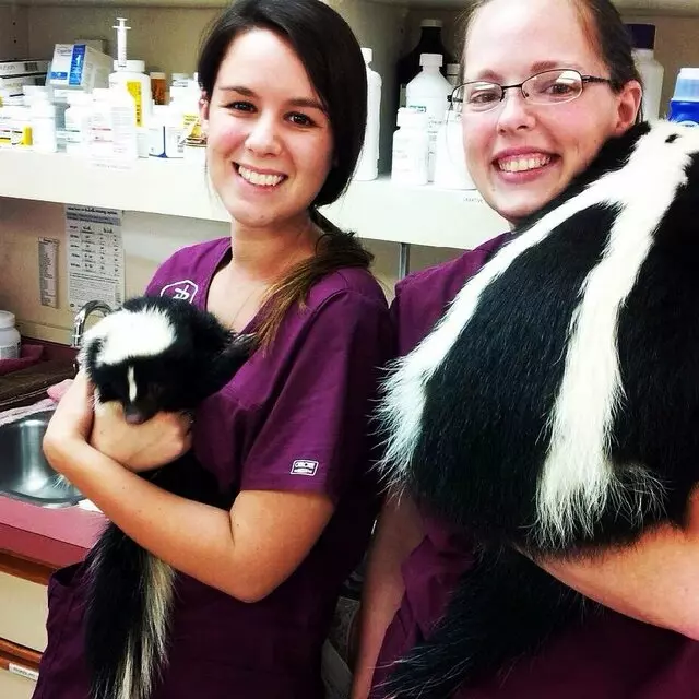 Allentown Animal Clinic