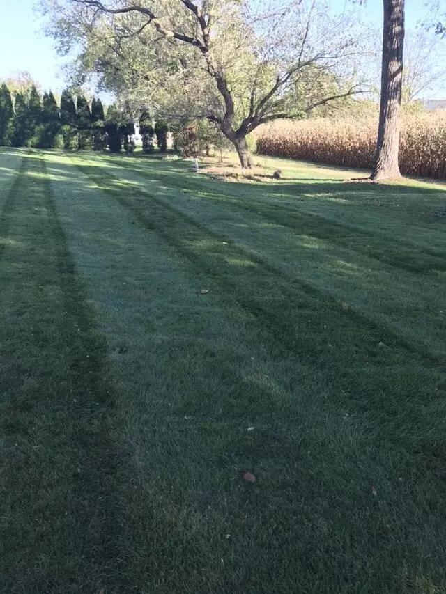 Ariel Romero Landscaping Services