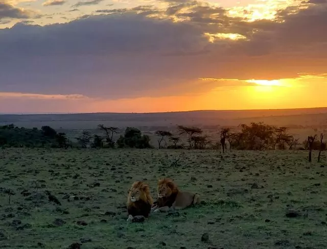 AfricanMecca Safaris