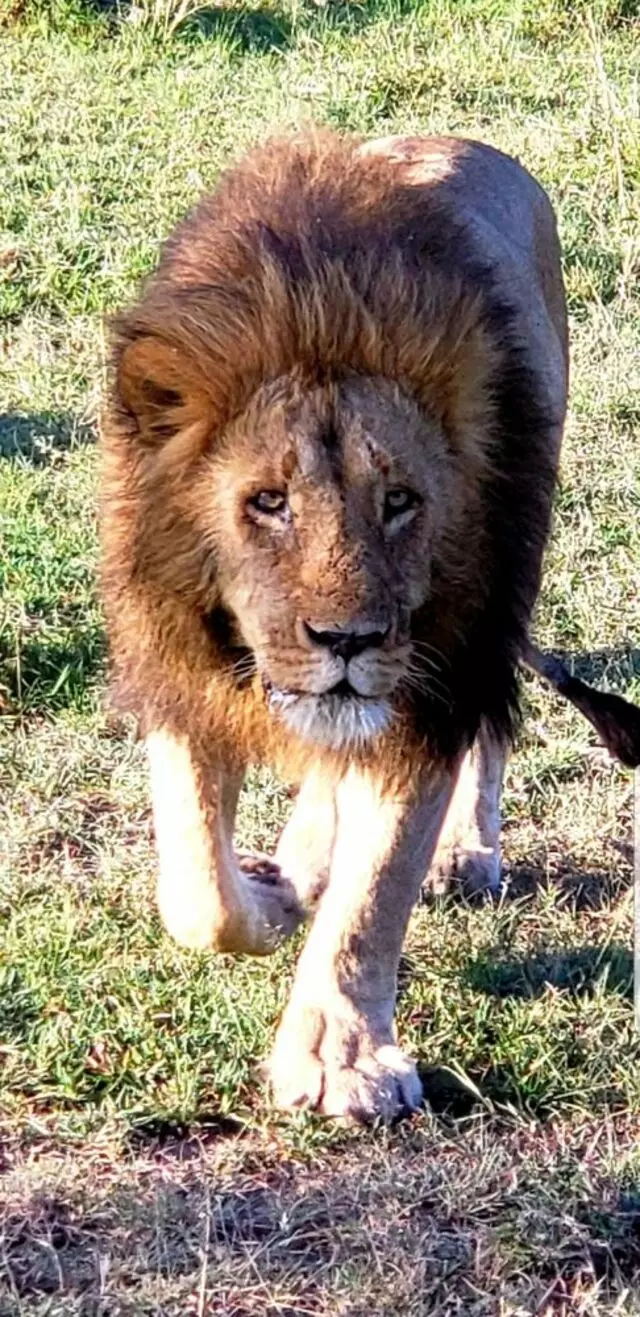 AfricanMecca Safaris