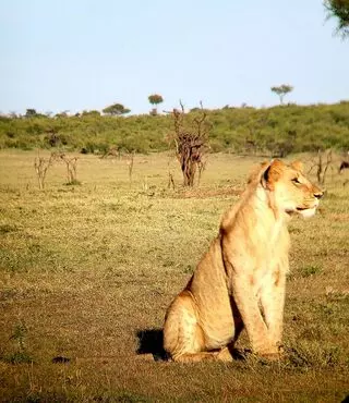 AfricanMecca Safaris