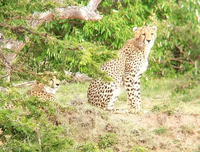 AfricanMecca Safaris