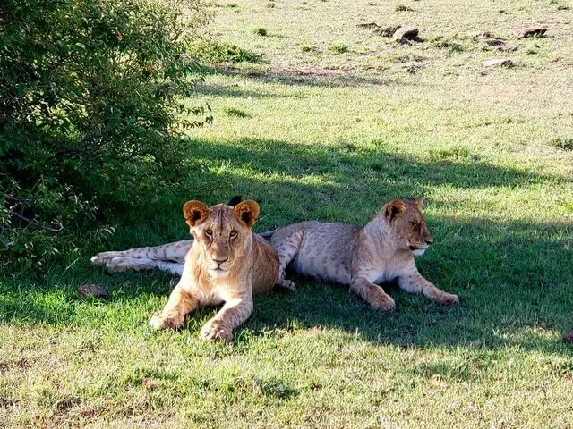 AfricanMecca Safaris