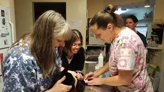 Allentown Cat Clinic, PC
